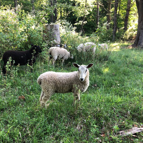 Blacksheep Handspun - Vermont Fibershed - Danville, VT