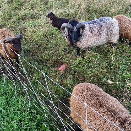 Bosque Verde Farm, Norwich, VT - Vermont Fibershed