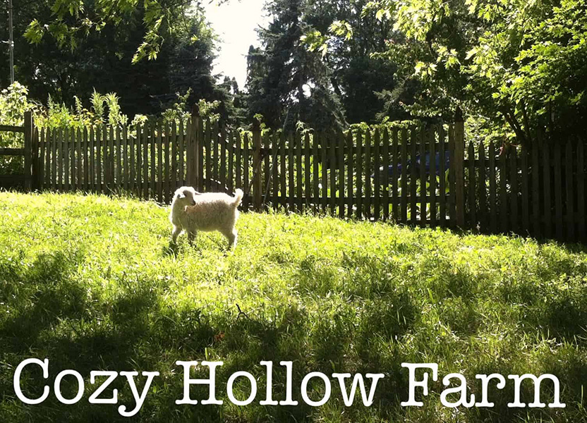 Cozy Hollow Farm, Northfield, VT - Vermont Fibershed