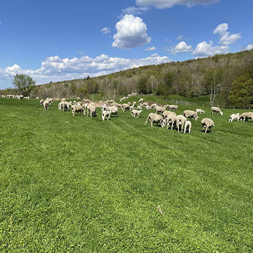 Settlement Farm - member - Vermont Fibershed