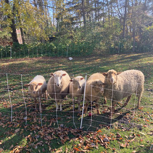 Shelter Pond Farm, S Hero, VT - Vermont Fibershed