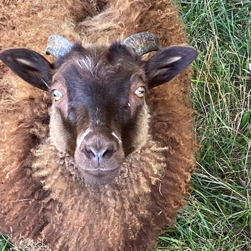 The Spotted Ewe Farm, Newport Center, VT - Vermont Fibershed