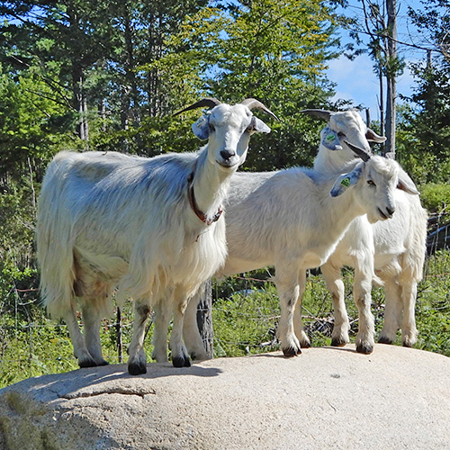Starbright Farm, East Haven, VT - Vermont Fibershed
