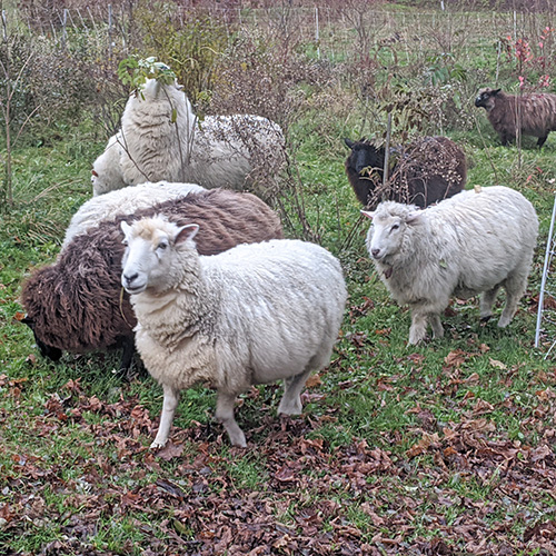 Winding Circle Farm - Vermont Fibershed