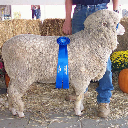 Apple Rose Farm - Vermont Fibershed member