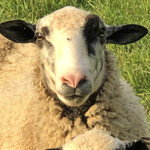 Moon Shadow Farm - Vermont Fibershed