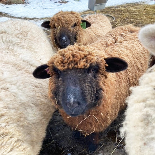 High Gambol Farm - Vermont Fibershed