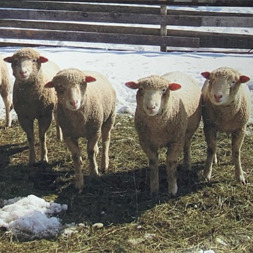 Osprey Hill Farm - Vermont Fibershed