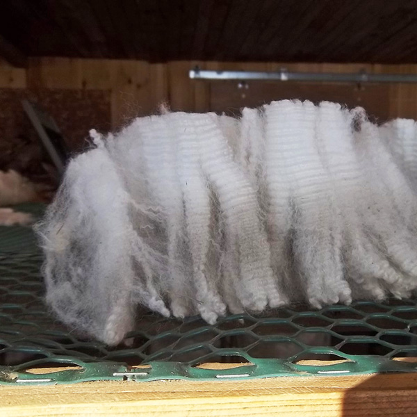 alpaca fleece