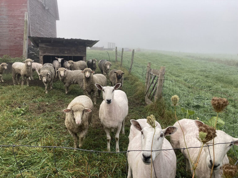 Aurora Spinnery - member - Vermont Fibershed