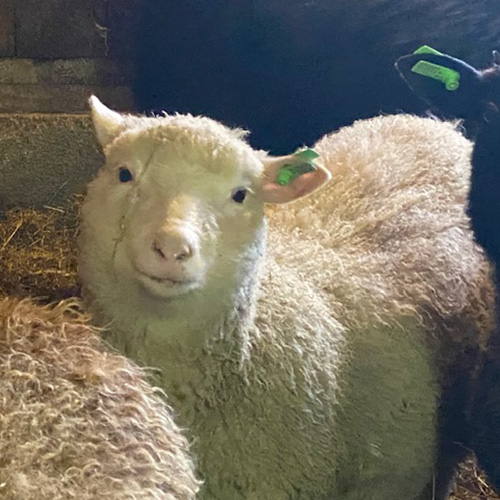 RambleBramble Farm, member - Vermont Fibershed