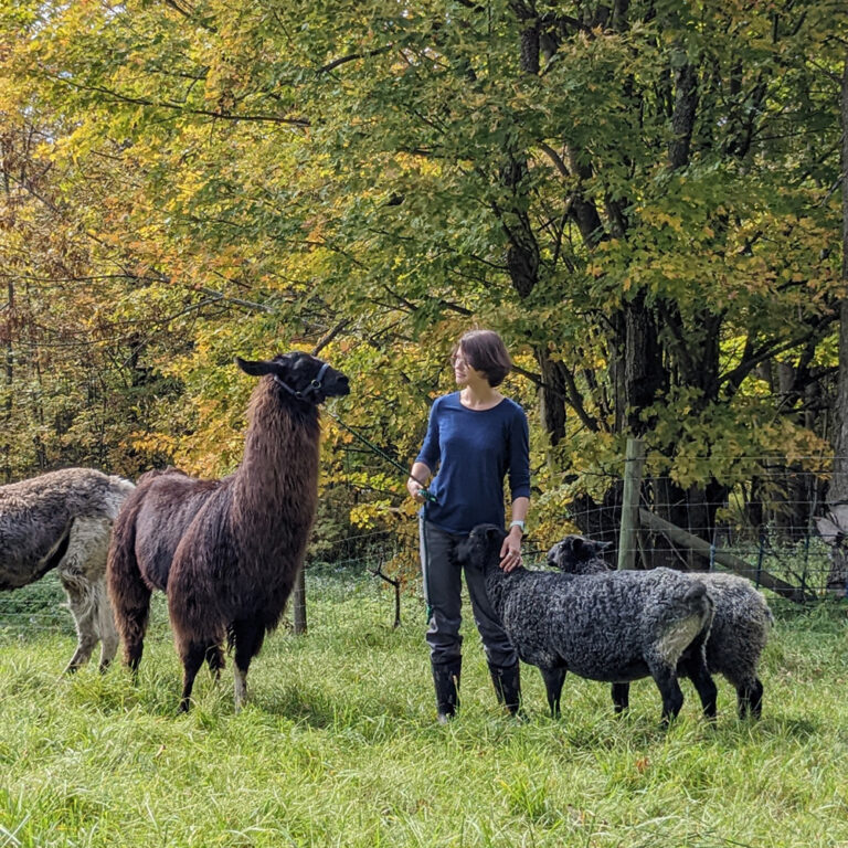 Guard Llamas & Small Fiber Flocks - event at VT Grand View Farm