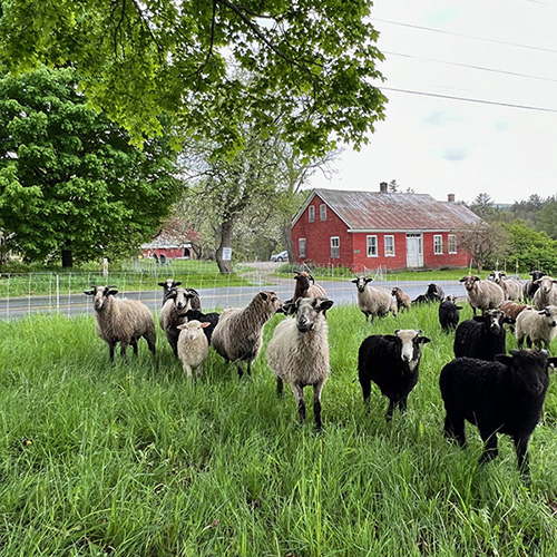 Windsong Farm - member - Vermont Fibershed