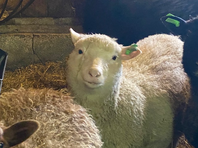 RambleBramble Farm, member - Vermont Fibershed