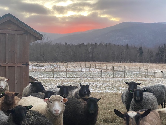 RambleBramble Farm, member - Vermont Fibershed