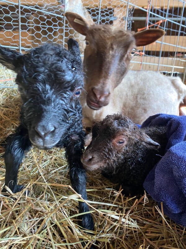 RambleBramble Farm, member - Vermont Fibershed