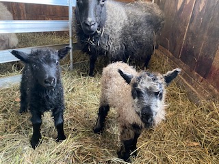 RambleBramble Farm, member - Vermont Fibershed