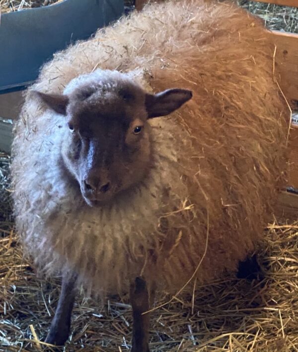 RambleBramble Farm, member - Vermont Fibershed